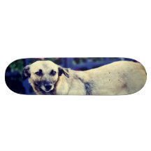 Dog Skate Boards