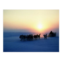 Dog sled travel at 45 degrees Celsius, Baffin Isla Postcards
