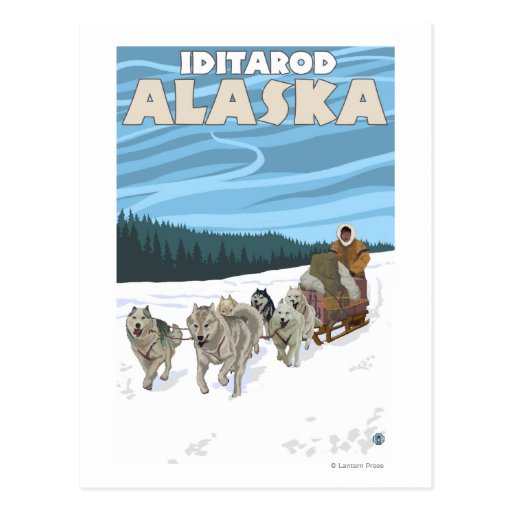 Dog Sledding Scene - Iditarod, Alaska Postcard