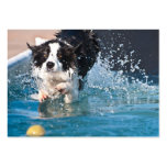 dog splashing in water business cards
