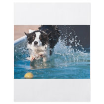 dog splashing in water flyer