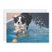 dog splashing in water invitation