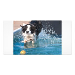 dog splashing in water photocard photo greeting card