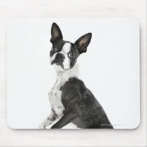 dog standing on 2 legs looking at camera mouse pad