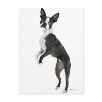 dog standing on 2 legs looking at camera postcards
