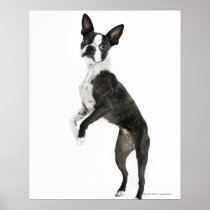 dog standing on 2 legs looking at camera print