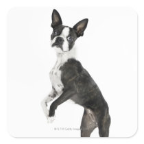 dog standing on 2 legs looking at camera stickers