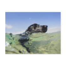 Dog swimming in water post cards