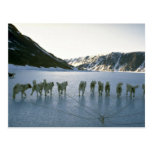 Dog team, Greenland Postcard