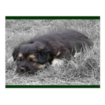 Dog Tired Postcards