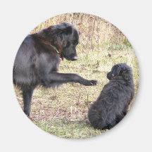 Dog Training-Customizable Fridge Magnets