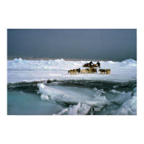Dog travel on ice, Ellesmere Island, Northwest Ter posters
