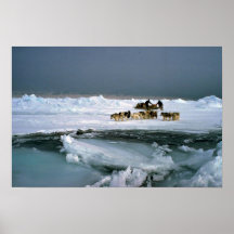 Dog travel on ice, Ellesmere Island, Northwest Ter Posters
