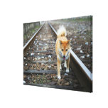 Dog walking track gallery wrapped canvas