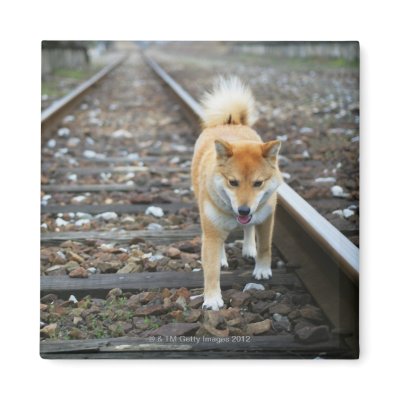 Dog walking track fridge magnet by prophoto