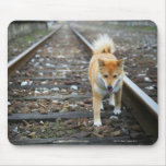 Dog walking track mousepads