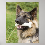 Dog with bone posters