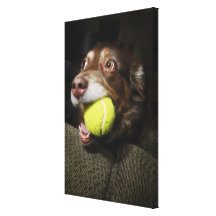 Dog with Tennis Ball Stretched Canvas Prints