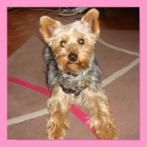 dog "yorkshire terrier" posters