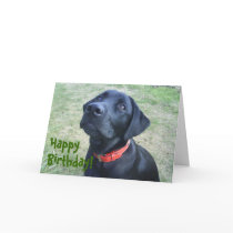 Doggy Birthday Card!