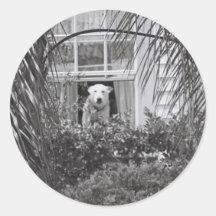 Doggy in the Window Stickers
