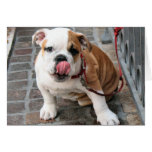 Doggy Kisses Cards