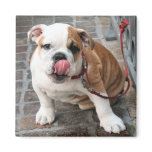 Doggy Kisses Fridge Magnet
