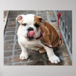 doggy kisses print