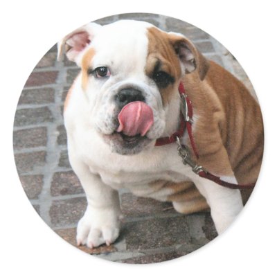 Doggy Kisses Sticker by DonnaGrayson_Photos