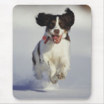 Dogs - 1
