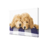 Dogs 2 gallery wrap canvas
