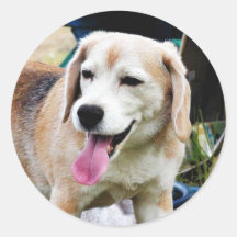 Dogs Beagles Tongues Fur Panting Stickers