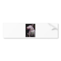 Dogs eat cats bumper stickers