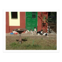 dog's house postcards