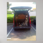 Dogs Poster