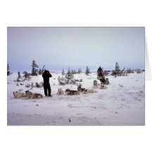 Dogs resting, Churchill, Manitoba Greeting Card