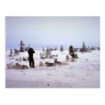 Dogs resting, Churchill, Manitoba postcards