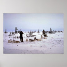 Dogs resting, Churchill, Manitoba Print