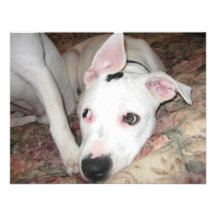 dogsmay2006 invite