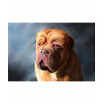 Dogue de Bordeaux Art - Stormy Dogue t-shirts