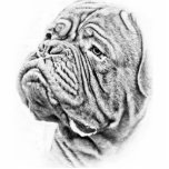 Dogue De Bordeaux - French Mastiff Photo Cutouts