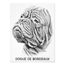 DOGUE DE BORDEAUX PHOTO ART