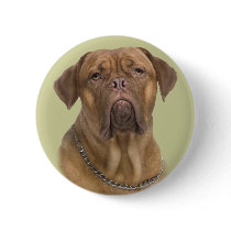 Dogue De Bordeaux Portrait Pinback Button