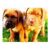 Dogue de Bordeaux puppies postcard