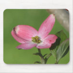 Dogwood Bloom Mouse Pad