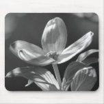 Dogwood Bloom Use Pad
