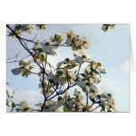 Dogwood Blooms cards