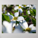 Dogwood Blooms Posters