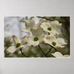 Dogwood Blooms Poster