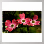 Dogwood Blooms Poster